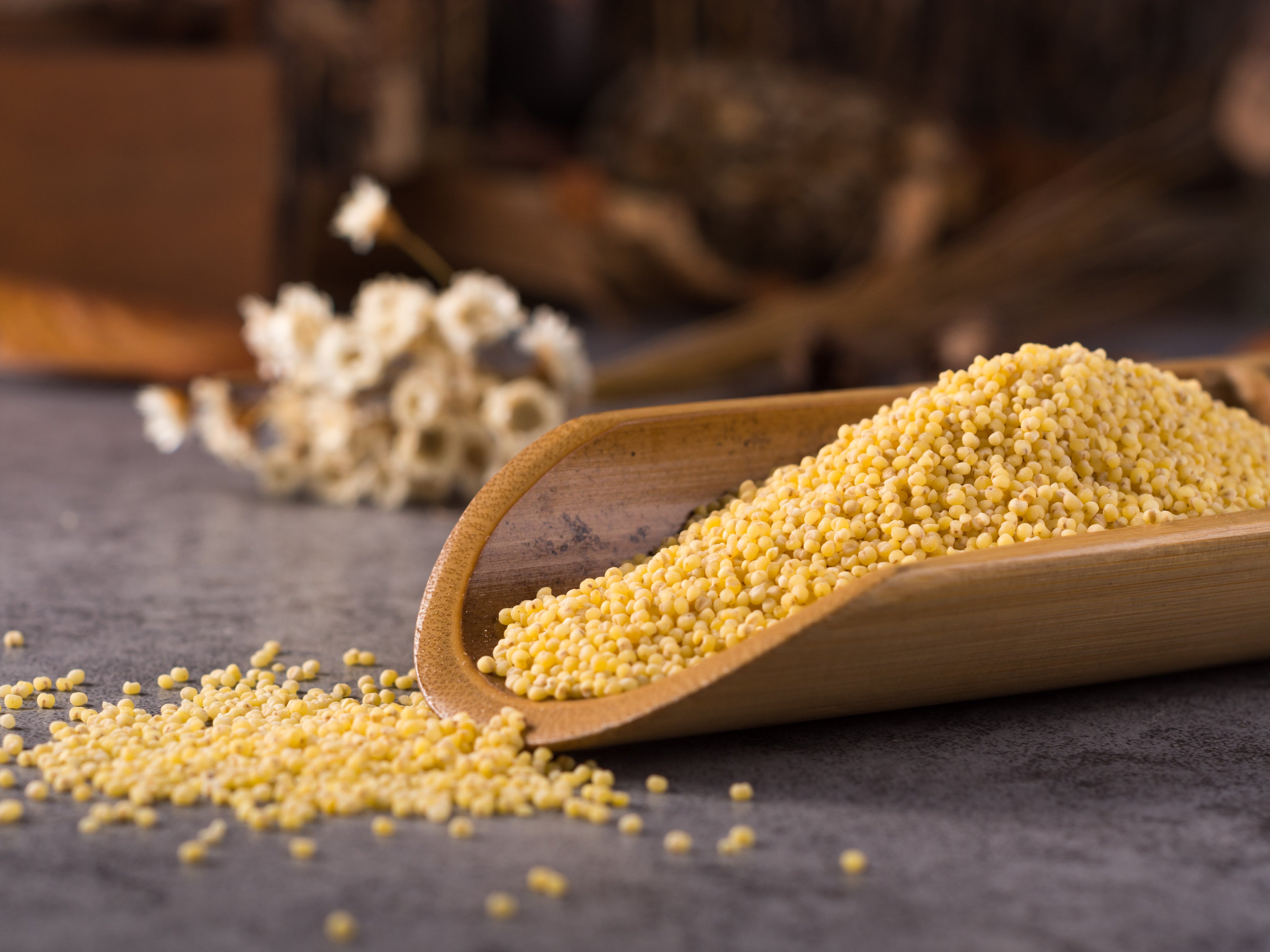 Foxtail Millet_Kangni